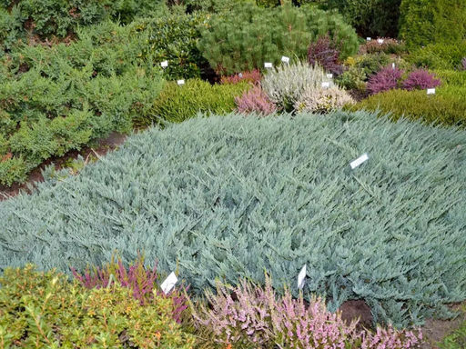 Можжевельник горизонтальный Блю Чип - Долина роз фото 3