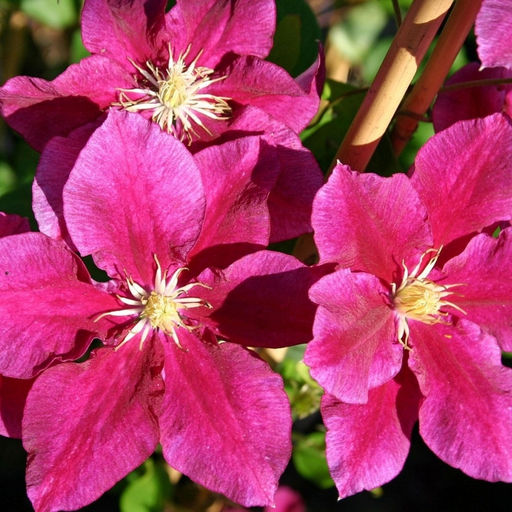 Клематис Ханиа - Долина роз фото 4