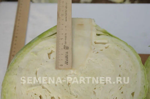 Капуста белокочанная позднеспелая Дублер - Партнер фото 2