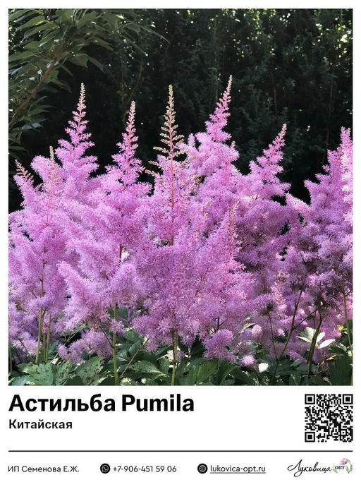 Астильба Pumila (Китайская)