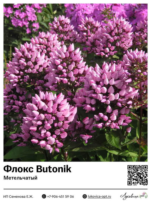 Флокс Butonik (Метельчатый)