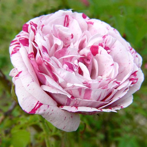 Роза Вариегата ди Болонья (Плетистая) 1шт