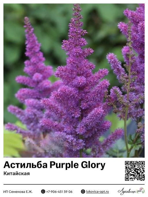 Астильба Purple Glory (Китайская)