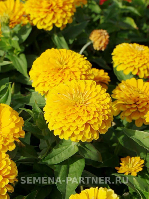 Цинния георгиновидная Сочные тропики Желтая Субмарина - Партнер фото 4