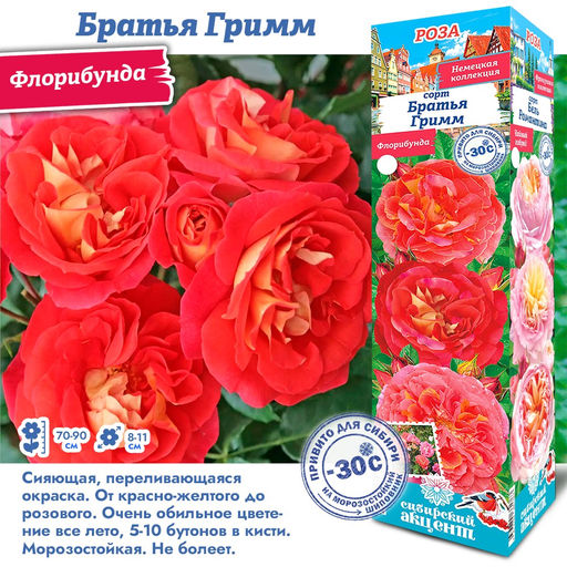 Роза Братья Гримм (Флорибунда) 1шт