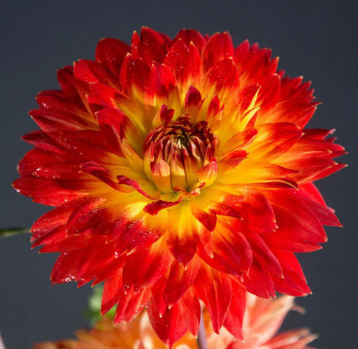 Георгина Procyon (Декоративная) - Голландские луковицы фото 4