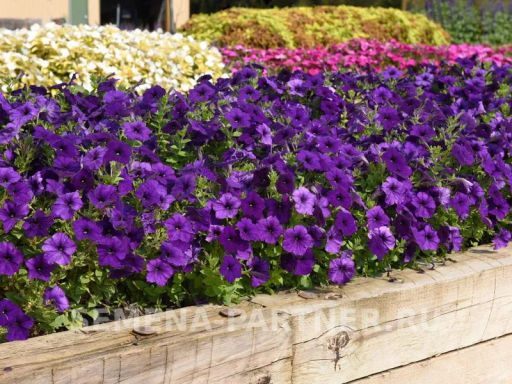 Петуния Ма Шери Марика полуампельная синяя - Партнер фото 5