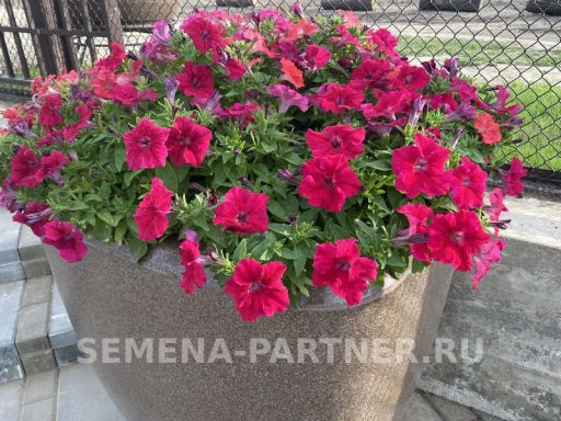 Петуния Кэнди Фредерика прямостоячая розово-пурпурная - Партнер фото 5