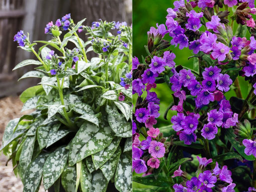 Медуница Смоки Блу - Долина роз фото 5