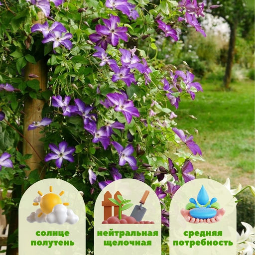 Клематис Веноза Виолацея - Долина роз фото 6