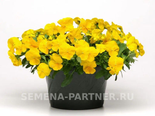 Виола ампельная Кул Вэйв Голден Еллоу - Партнер фото 4