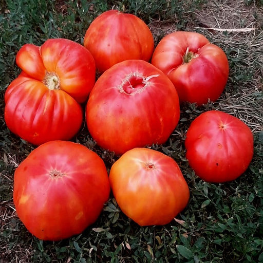 7101T Томат Анна Мейер 10шт