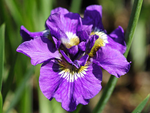 Ирис Double Standard (Дабл Стандарт) - Долина роз фото 2