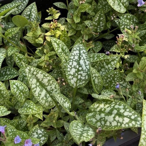 Медуница Смоки Блу