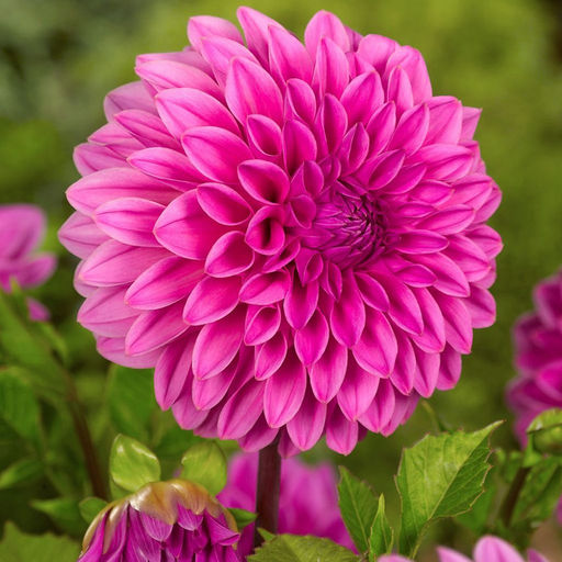 ГЕОРГИНА Лакки Намбер Разбор I Кол-во упак., шт 1