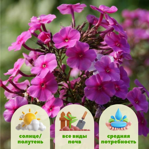 Флокс метельчатый Кардинал