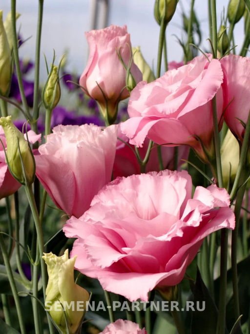 Эустома срезочная махровая розовая Мадам Джейн - Партнер фото 5