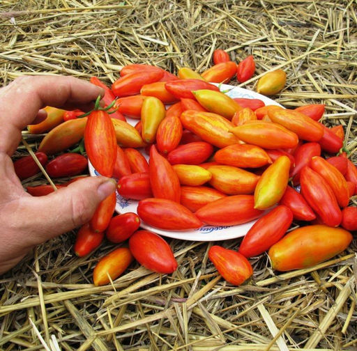 Помидоры Matts Hornet - Шершень Меттс