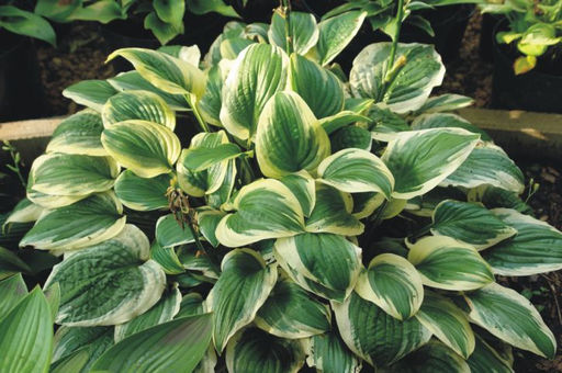 ХОСТА Авокадо Разбор 1 n Кол-во упак., шт 1