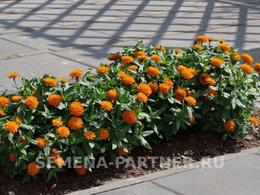 Цинния махровая Барышня-крестьянка Мандариновый Конфитюр - Партнер фото 7