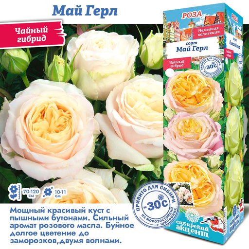 Роза Май Герл (Чайно-гибридная) 1шт