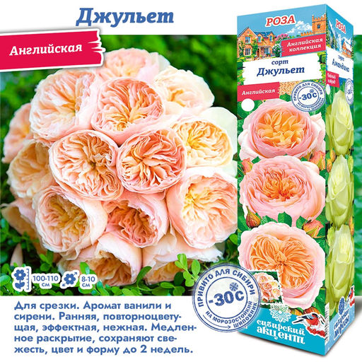 Роза Джульет (Английская) 1шт