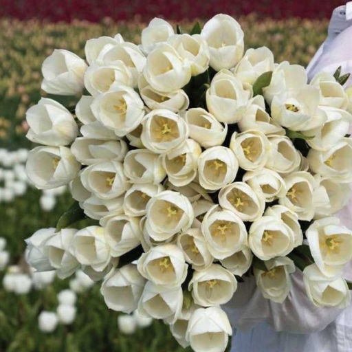 Тюльпан Роял Вирджин