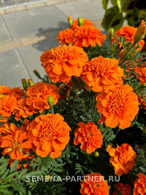 Бархатцы отклоненные Бонанза Дип Оранж - Партнер фото 3