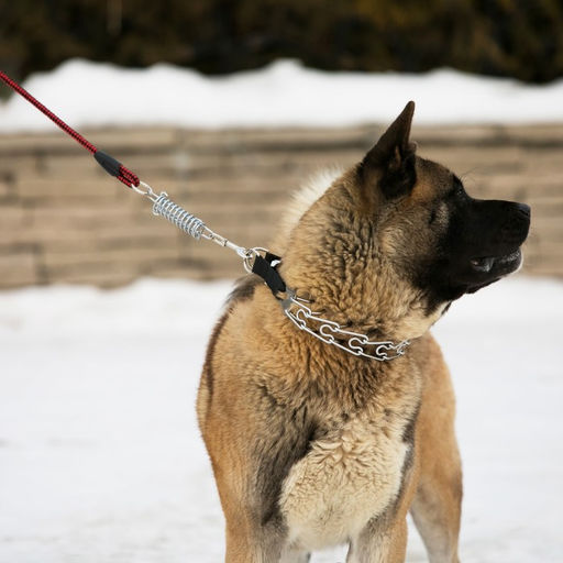 Поводок усиленный с амортизатором от рывка, 120 х 1,2 см, чёрно-красный - Пижон фото 12