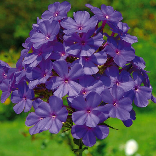 ФЛОКС Зе Кинг Разбор I Кол-во упак., шт 2