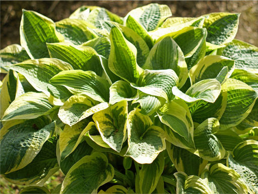 Хоста Wide Brim (Уайт Брим)