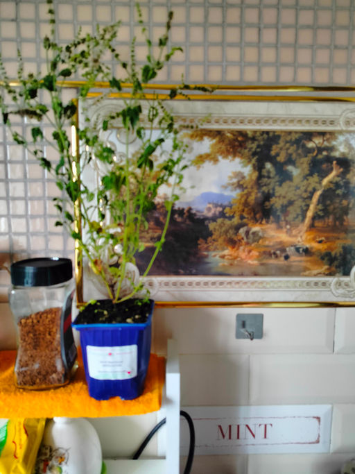 Мята Земляника мелколистная