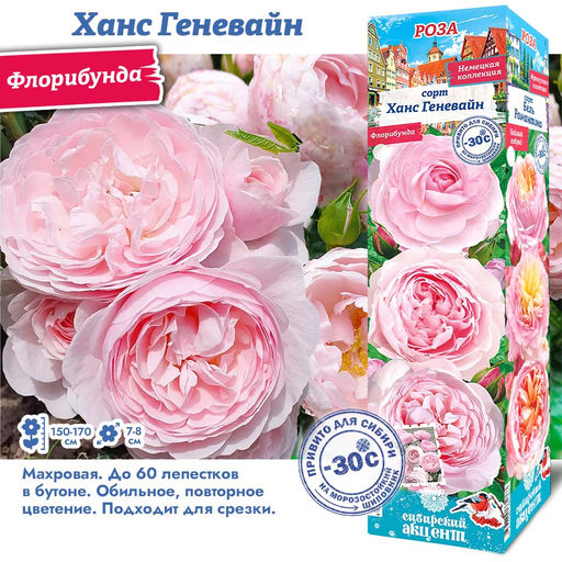 Роза Ханс Геневайн (Флорибунда) 1шт