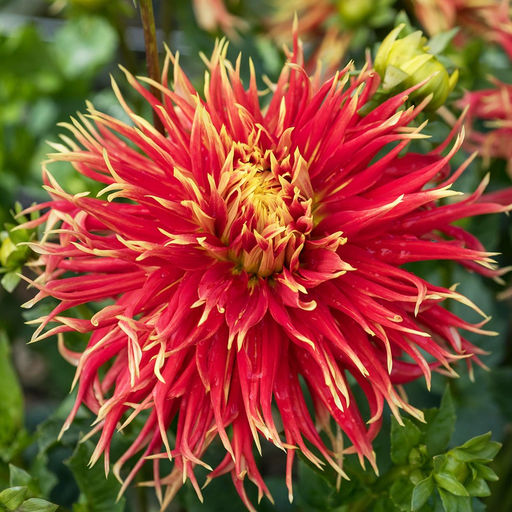 ГЕОРГИНА Шоу Энд Телл Разбор I Кол-во упак., шт 1