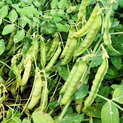 Карликовый Снежный Горошек Норли Мангетоут - Norli Mangetout Pea - Дом помидоров фото 2