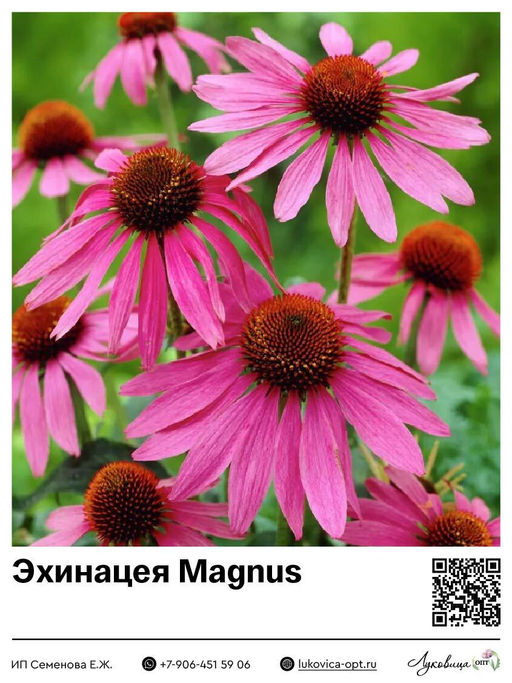 Эхинацея Magnus