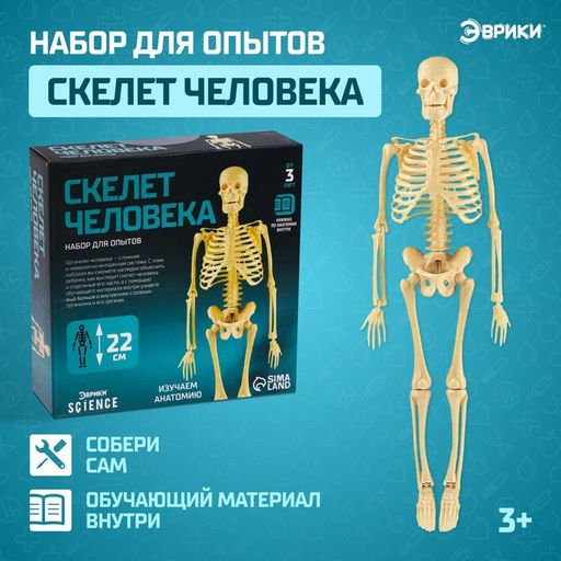 Набор для опытов Скелет человека