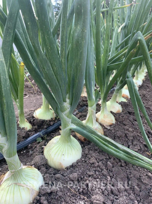 Лук репчатый Универсо - Партнер фото 3