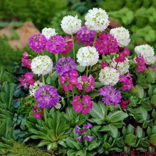 Примула Первоцвет Mixed (Мелкозубчатая) - Голландские луковицы фото 2