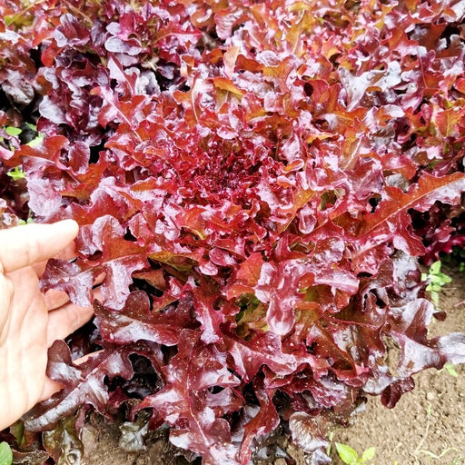 Салат Дыхание Красного Дракона