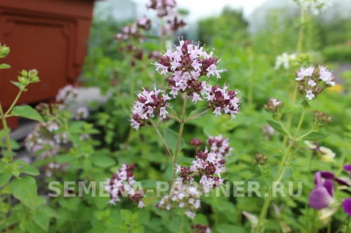 Душица (орегано) Северное Сияние - Партнер фото 3