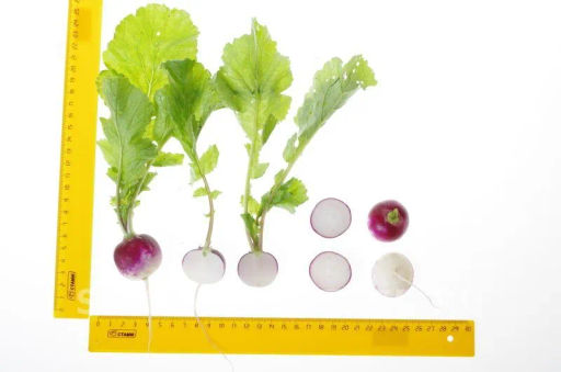 Редис Марго - Партнер фото 4