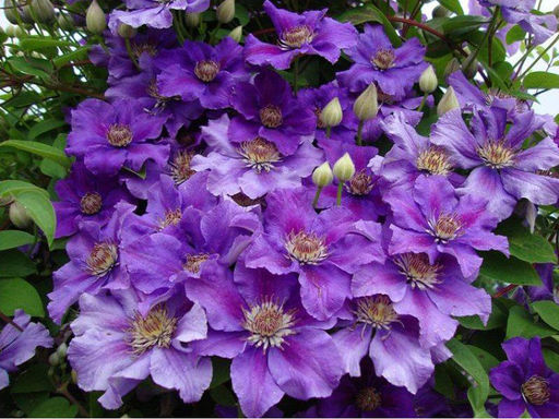 Клематис Ashva (Ашва) - Долина роз фото 2