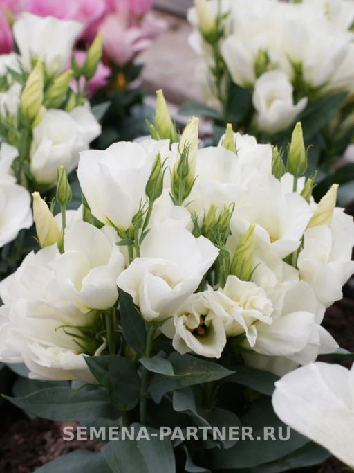 Эустома карликовая айвори Мисс Эбони Бьютти - Партнер фото 3