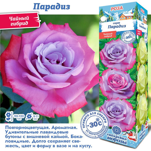 Роза Парадиз (Чайно-гибридная) 1шт