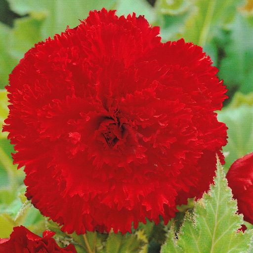 БЕГОНИЯ Бахромчатая Алая Разбор 5/6 Кол-во упак., шт 3