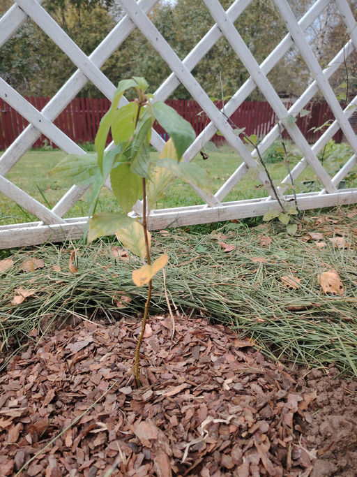 Гортензия метельчатая Коттон Крим