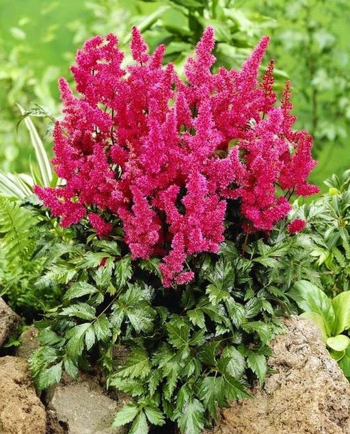 АСТИЛЬБА Кёльн Разбор 2/3 n Кол-во упак., шт 1