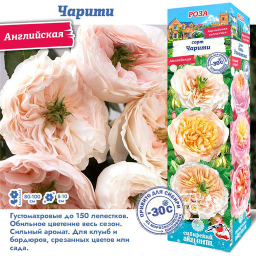 Роза Чарити (Английская) 1шт
