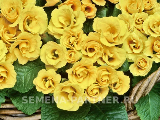 Примула махровая Тет-А-Тет Жаркое Лето - Партнер фото 3